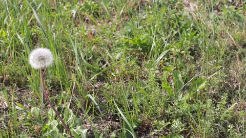Dandelion develops in the wind among the grass Stock Footage 96201126