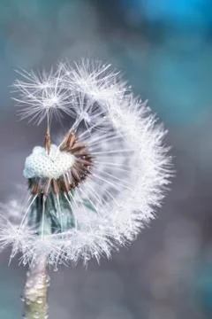 Dandelion in dew, close-up Stock Photos
