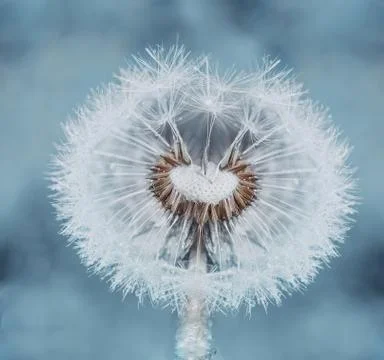 Dandelion in dew, close-up Stock Photos