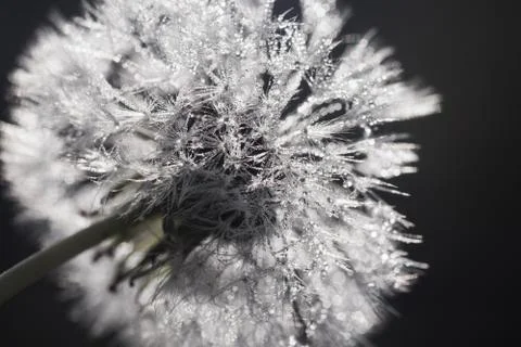 Dandelion with dew drops Stock Photos