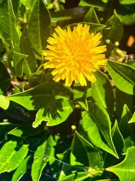 A dandelion in direct sunlight Stock Photos