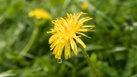 Dandelion Drop 스톡 사진