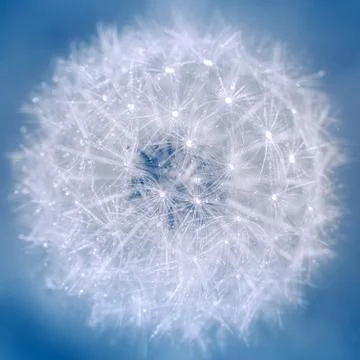 Dandelion with drops on a blue background Stock Photos