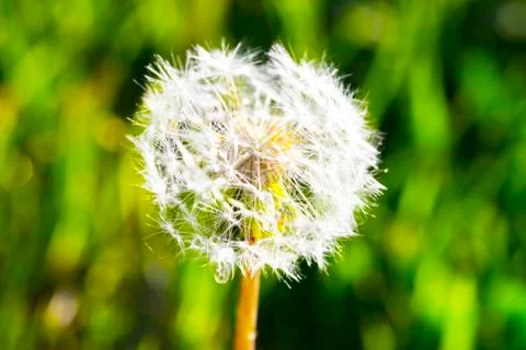 Dandelion with drops of macro Stock Photos