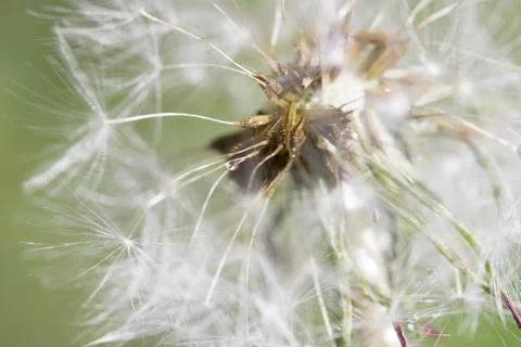 Dandelion with drops of macro Stock Photos