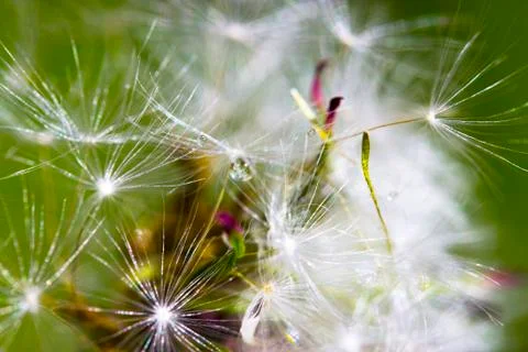 Dandelion with drops of macro Stock Photos