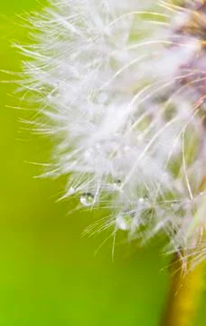 Dandelion with drops of macro Stock-Fotos