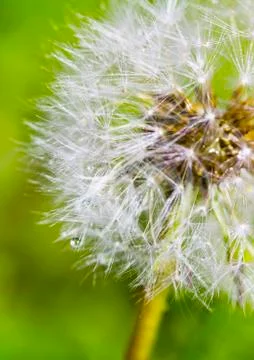 Dandelion with drops of macro Foto stock
