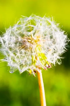 Dandelion with drops of macro Stock Photos