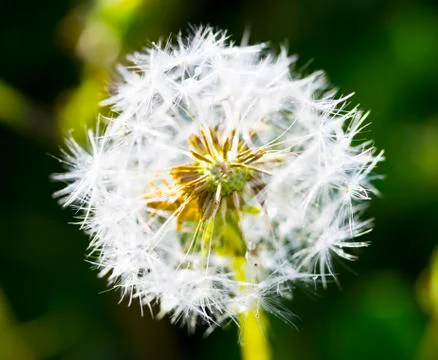 Dandelion with drops of macro Stock Photos