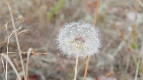 Dandelion in the dry grass ready to spread its seeds Stock Footage 139433310