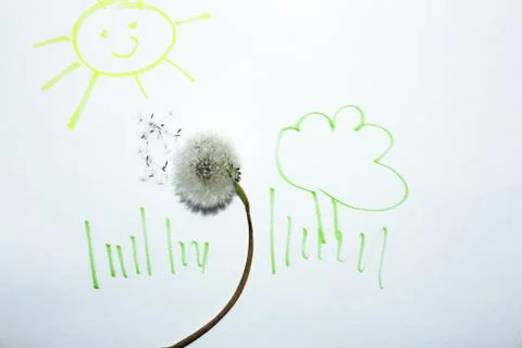 Dandelion with elements of drawing - grass, sun, tree on a white background. Stock Photos
