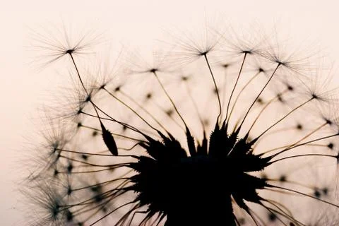 Dandelion in the evening Stockfoto's