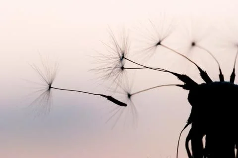 Dandelion in the evening Stockfoto's