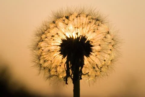 Dandelion in the evening Stock Photos