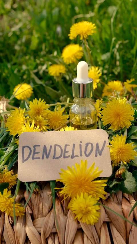 Dandelion extract and homeopathic supplements. Selective focus. Stock Footage 308628739