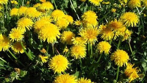 Dandelion extract Foto stock