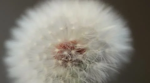 Dandelion Fail Stock Footage 10786990