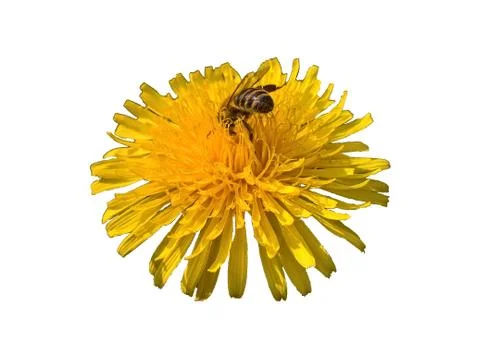 Dandelion Feast Isolated Stock Photos