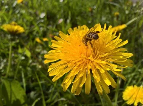 Dandelion Feast Stock Photos
