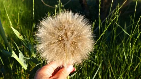 Dandelion feathers 動画素材 91261622