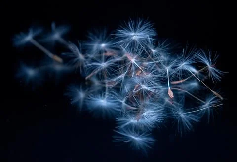 Dandelion Feathers. Foto stock