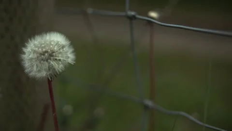 Dandelion at Fence Stock Footage 154412260