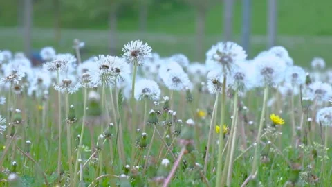 Dandelion field after rain before sunset  Stock Footage 154476810