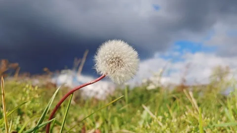 Dandelion in field against a dark sky. Fluffy dandelion on a background of sky. Stock Footage 329464914