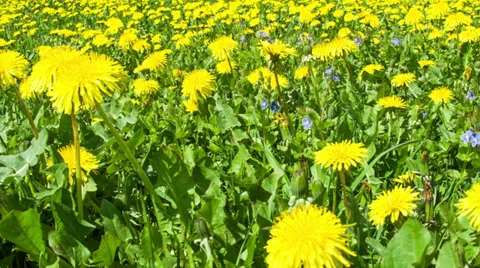 Dandelion field and bumblebee Stock Footage 38685928