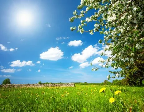 Dandelion field with apple tree Stock Photos