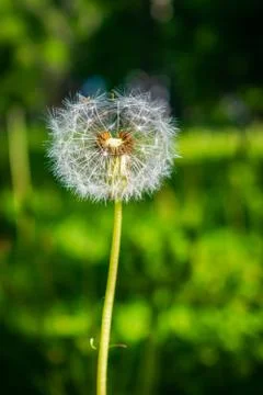 Dandelion field on the background of greenery Stock Photos