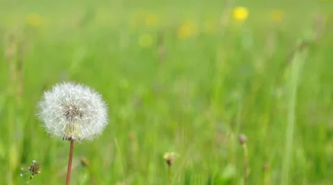 Dandelion in the field. The background is out of focus Stock Footage 50876934