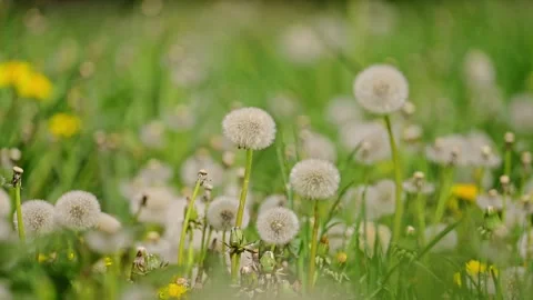 Dandelion field being blown in slow motion. 4k footage Stock Footage 286154955