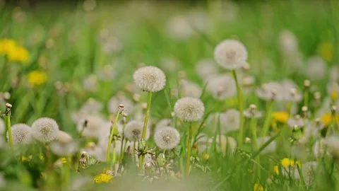 Dandelion field being blown in slow motion. 4k footage Stock Footage 287957541