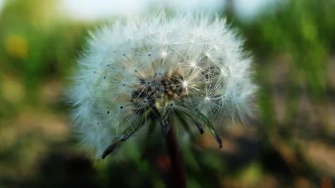 Dandelion in a field, blowing in the wind Stock Footage 93781225