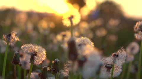 Dandelion field closeup over sunset background Stock Footage 59086809
