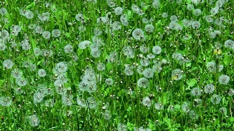Dandelion field covered with white seed heads moving in soft wind, Stock Footage 335387289