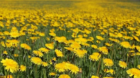 Dandelion field, depth of field movement Vidéo 50319298