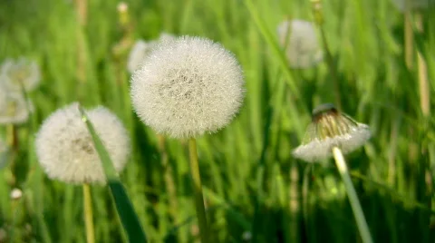 Dandelion field Stock-Footage 401200
