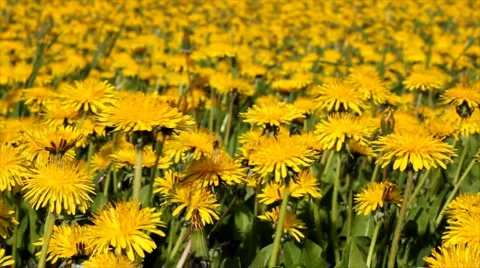 Dandelion field Stock Footage 2851896