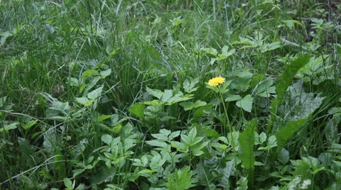 Dandelion on the field Video stock 24739052