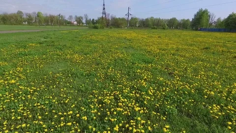 Dandelion field Stock Footage 101982706