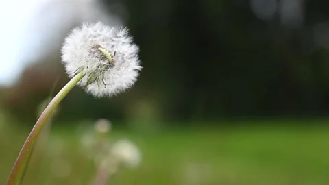 Dandelion in a field Stock Footage 154425089