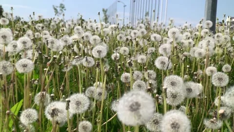 Dandelion field Stock Footage 157270399