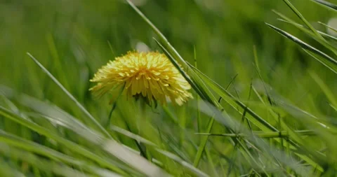 Dandelion in a field Vídeo Stock 167599859