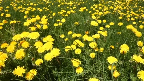 Dandelion Field Stock Footage 197376141