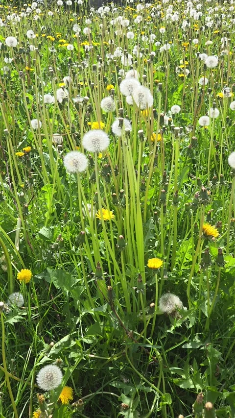 Dandelion Field Meadow Flower Spring Summer Nature Green Grass Seed Stock Footage 337974649