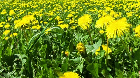 Dandelion field pan Vídeo Stock 38686009