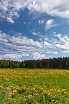 Dandelion field Stock Photos